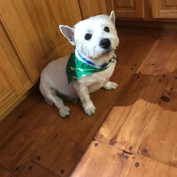 Meet your Posher, Nicole - Picture 8 of 8